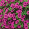 Petunia ogrodowa - Kaskada purpurowa
