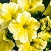 Petunia wielkokwiatowa - żółta