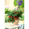 Pomidor Balkoni Red F1 - balkonowy