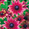 Rudbekia dwubarwna Cherry Brandy