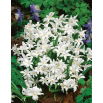 Śnieżnik lśniący biały - Chionodoxa luciliae alba - 10 szt.