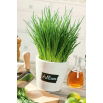 Domowy ogródek - Szczypiorek Broad Leaf - do uprawy w domu i na balkonie