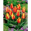 Tulipan Cape Cod  - opak. 5 szt.