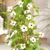 Tunbergia biała