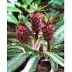 Lilia ananasowa - Eucomis Van der Merwey - Nowość