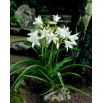 Crinum Alba