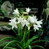 Crinum Alba
