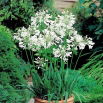 Agapant biały - Agapanthus White