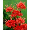 Nerine Kodora - 1 szt.