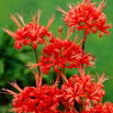 Nerine Kodora - 1 szt.
