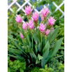 Kurkuma różowa - Curcuma Rose