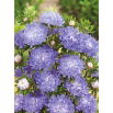 Aster peoniowy - biało-niebieski