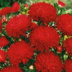 Aster peoniowy Stanisław