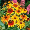 Rudbekia niska - mieszanka