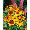 Rudbekia niska - mieszanka