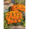 Aksamitka Tangerine - pełna, niska, pomarańczowa