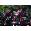 Papryka Black Royal - typu Chili