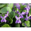 Fiołek Wonny ( Viola Odorata )