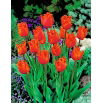 Tulipan Noranda - opak. 5 szt.