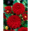 Dalia czerwona - Dahlia Red