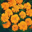 Aksamitka Boy Orange - rozpierzchła