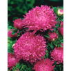 Aster peoniowy Ofelia