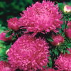 Aster peoniowy Ofelia