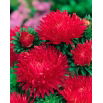 Aster peoniowy Opalfeauer