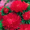 Aster peoniowy Opalfeauer