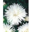 Aster chryzantemowy Opal - biały