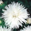 Aster chryzantemowy Opal - biały