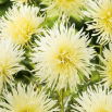 Aster igiełkowy Lemon - kremowy