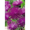 Aster igiełkowy Wioletta - śliwkowoamarantowy