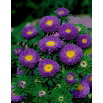 Aster półpełny Iskra - fioletowy