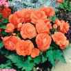 Begonia pełna - łososiowa - 2 szt.
