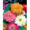 Cynia chryzantemowa Glamour Girls - mieszanka