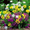 Czosnek mieszanka - Allium mix - 20 szt.