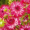 Dalia - Dutch Explosion
