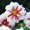 Dalia - Fire and Ice