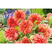 Dalia - Pippi
