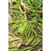 Groch Nefryt - łuskowy, bardzo łatwy w uprawie, smaczny