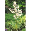Juka karolińska - Yucca Golden Sword - 1 szt.