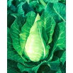 Kapusta głowiasta biała Filderkraut - stożkowa