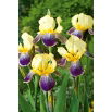 Kosaciec, Irys - Purple and Yellow