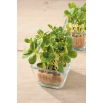 Microgreens - Ogórecznik lekarski - młode listki o unikalnym smaku