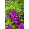 Niecierpek Balsamina Sandra