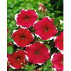 Petunia ogrodowa Iluzja - czerwona