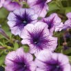 Petunia ogrodowa Tęcza - fioletowa