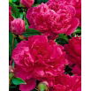 Piwonia, Paeonia - Felix Crouse - sadzonka