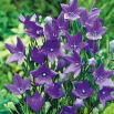 Platykodon, Rozwar wielkokwiatowy - Fuji Blue